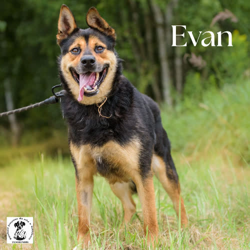 Psy ze schroniska do adopcji Evan