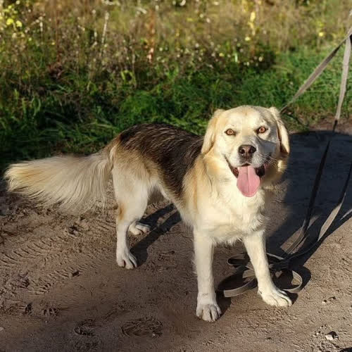 Psy ze schroniska do adopcji Agent