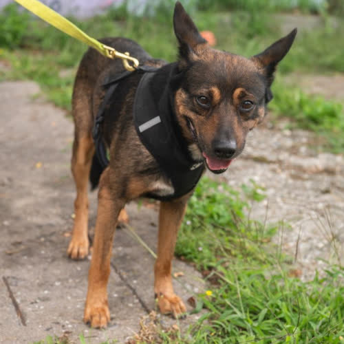 Psy ze schroniska do adopcji Guzik