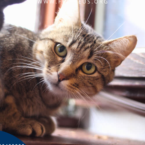 Koty ze schroniska do adopcji Bogna