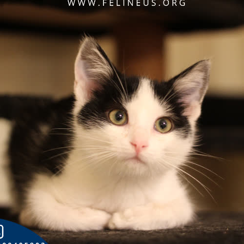 Koty ze schroniska do adopcji Bumerang