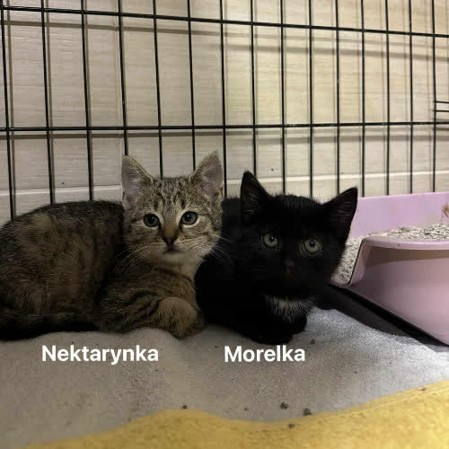 Koty ze schroniska do adopcji Owocowe Siostry