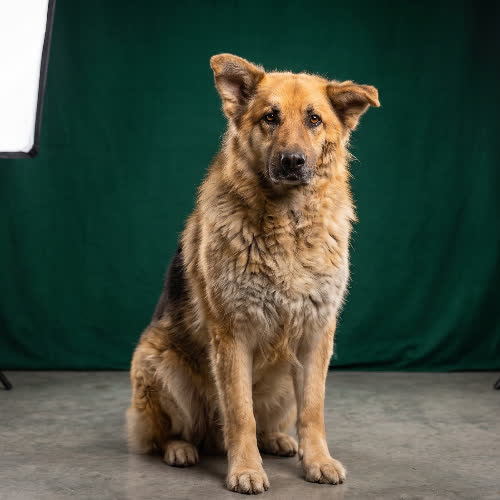 Psy ze schroniska do adopcji CEZAR