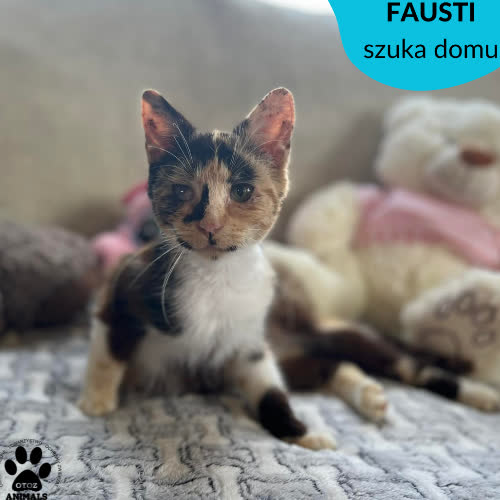 Fausti