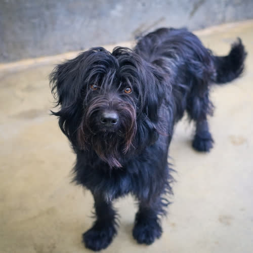 Psy ze schroniska do adopcji Sonar