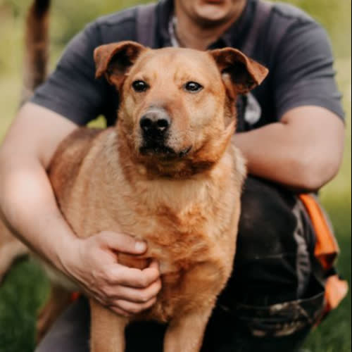 Psy ze schroniska do adopcji Cezik