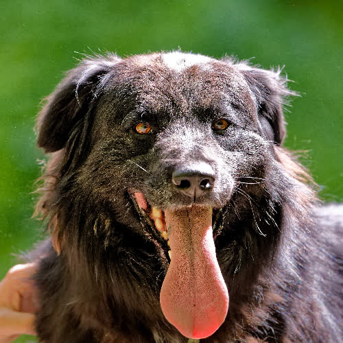 Psy ze schroniska do adopcji Corso