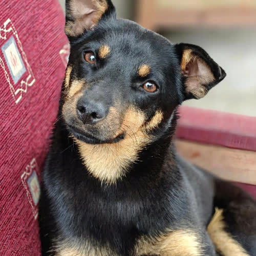 Psy ze schroniska do adopcji Wistula 