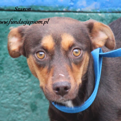Psy ze schroniska do adopcji Szaron