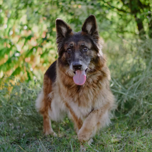 Psy ze schroniska do adopcji Kira 