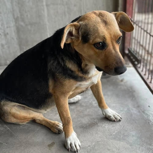 Sunia mix beagle 