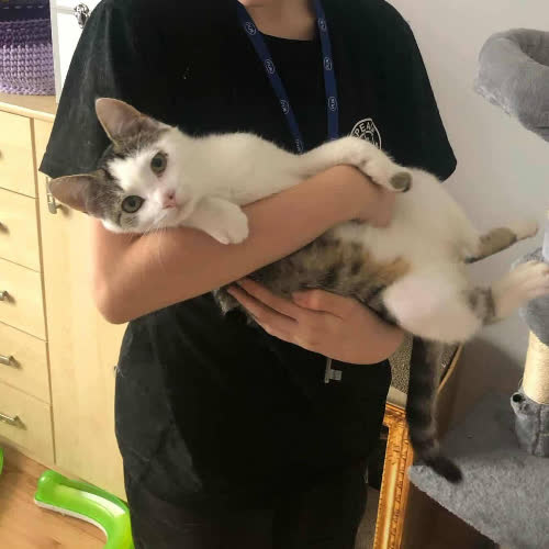 Koty ze schroniska do adopcji Ignaś