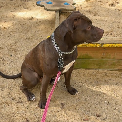 Psy ze schroniska do adopcji Sunia szuka domu