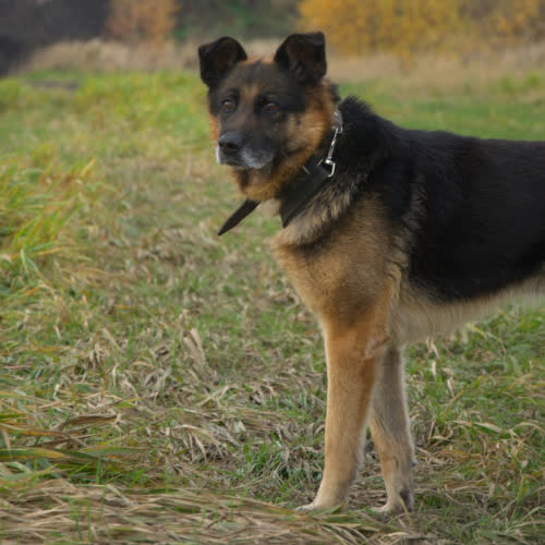 Psy ze schroniska do adopcji GUSTAW