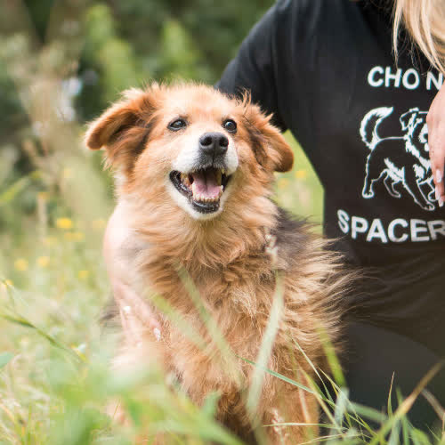Psy ze schroniska do adopcji Arisek