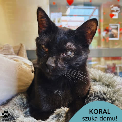 Koral