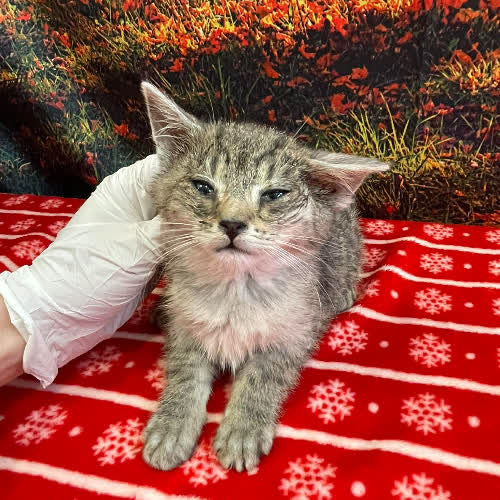 Koty ze schroniska do adopcji Rodzynka