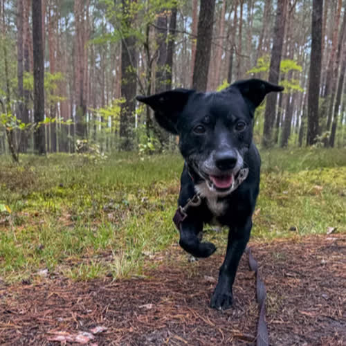 Psy ze schroniska do adopcji MUFINKA