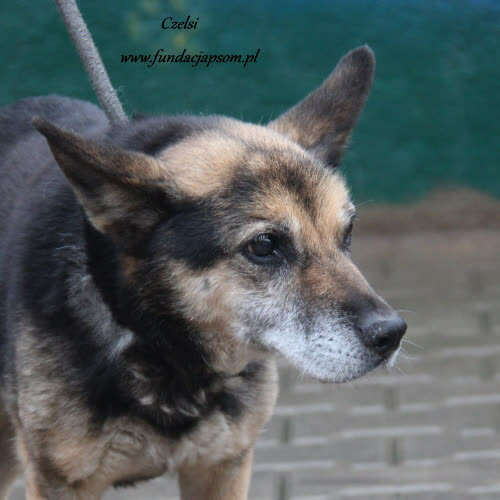 Psy ze schroniska do adopcji Czelsi