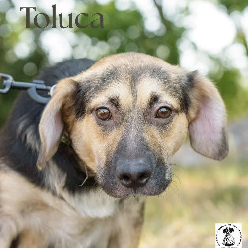 Psy ze schroniska do adopcji Toluca