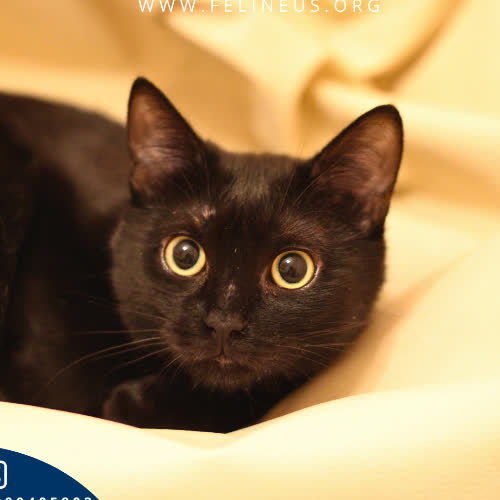 Koty ze schroniska do adopcji Nora