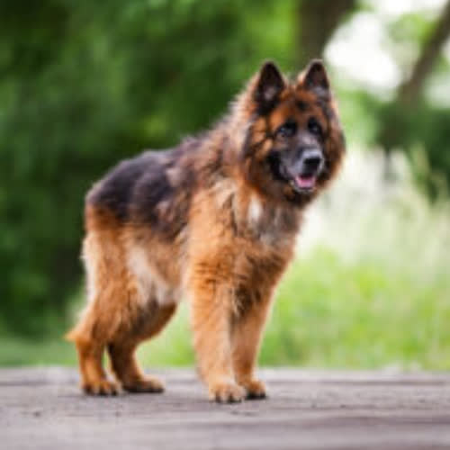 Psy ze schroniska do adopcji Hektor