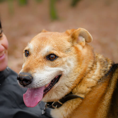 Psy ze schroniska do adopcji Karol