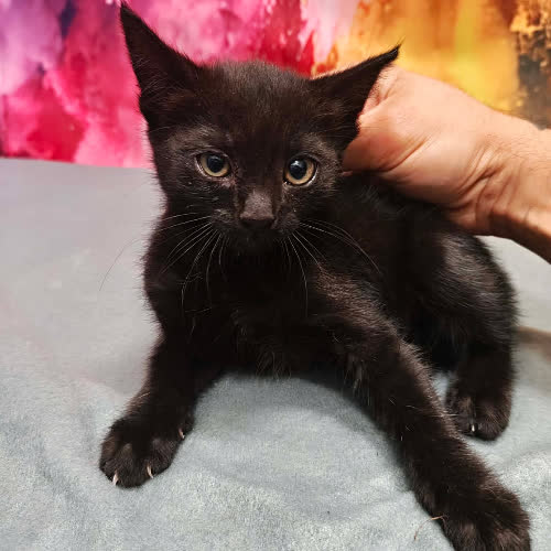 Koty ze schroniska do adopcji Nora