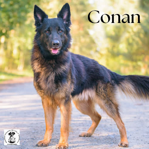 Psy ze schroniska do adopcji Conan