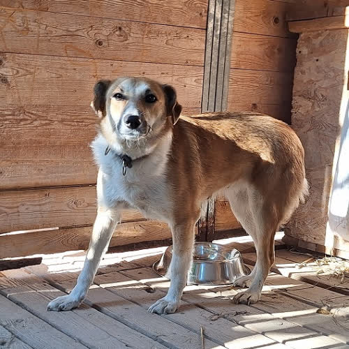 Psy ze schroniska do adopcji Izolda