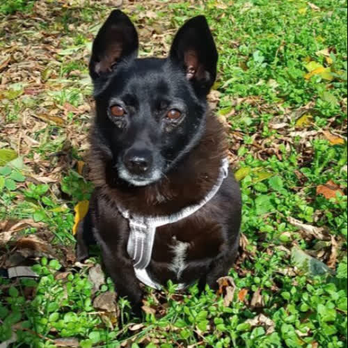 Psy ze schroniska do adopcji Iwo