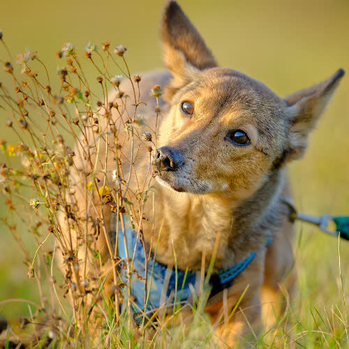Psy ze schroniska do adopcji Aston
