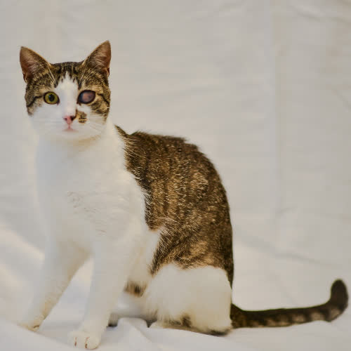 Koty ze schroniska do adopcji Pirat