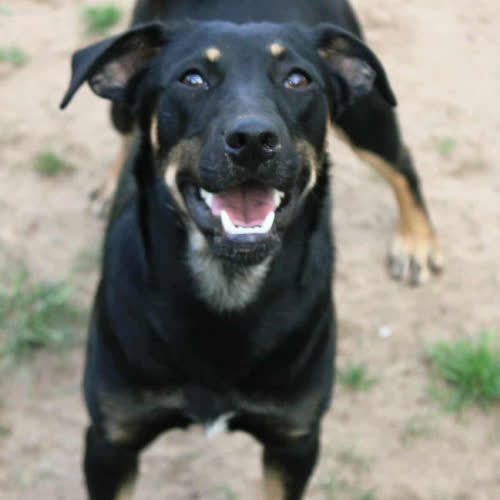 Psy ze schroniska do adopcji Majeczka
