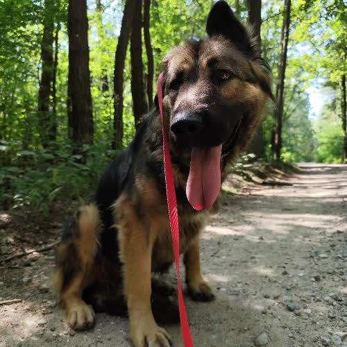 Psy ze schroniska do adopcji Greta