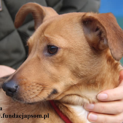 Psy ze schroniska do adopcji Tekla