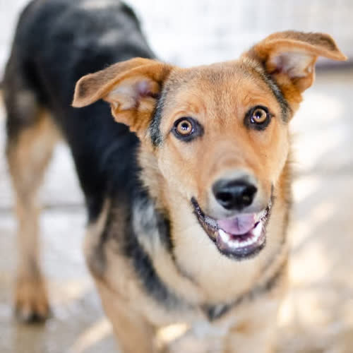 Psy ze schroniska do adopcji Bobi