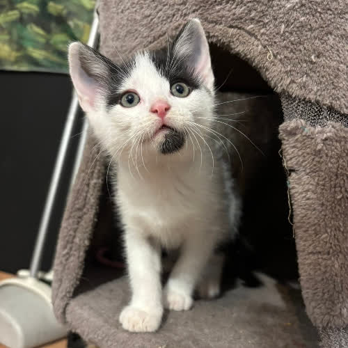 Koty ze schroniska do adopcji Bibi
