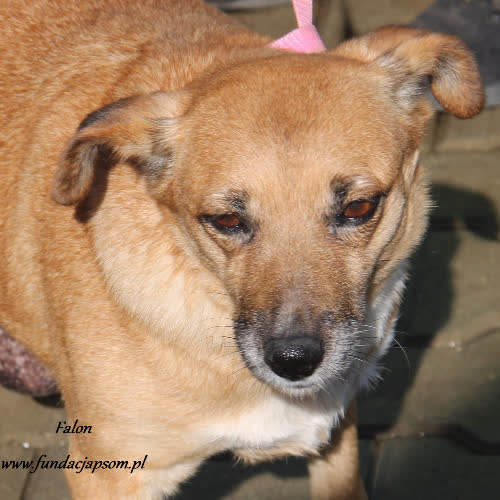 Psy ze schroniska do adopcji Falon