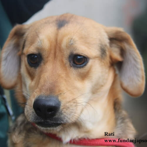 Psy ze schroniska do adopcji Rati