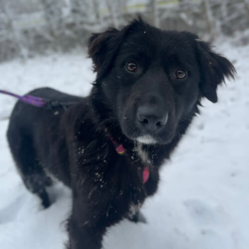 Psy ze schroniska do adopcji Beza 