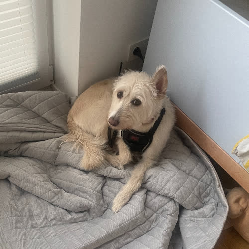 Psy ze schroniska do adopcji Koka