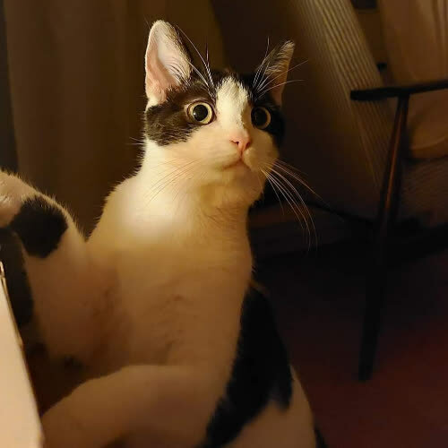 Koty ze schroniska do adopcji Zizi