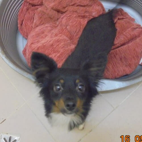 Psy ze schroniska do adopcji Astro