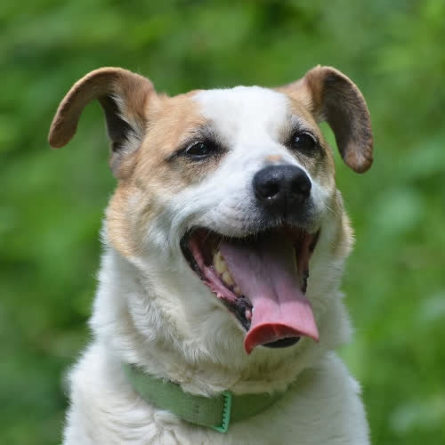 Psy ze schroniska do adopcji Miodek
