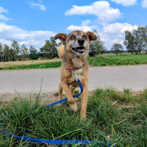 Psy ze schroniska do adopcji Jantar