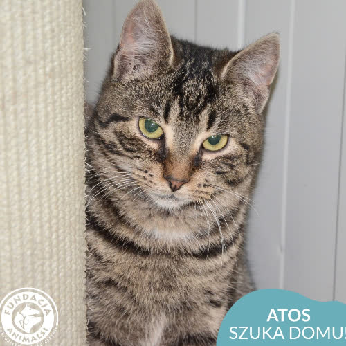 Koty ze schroniska do adopcji Atos