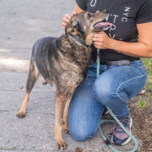 Psy ze schroniska do adopcji Amik