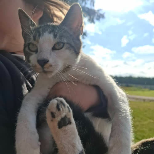 Koty ze schroniska do adopcji Vivaldi i Bach