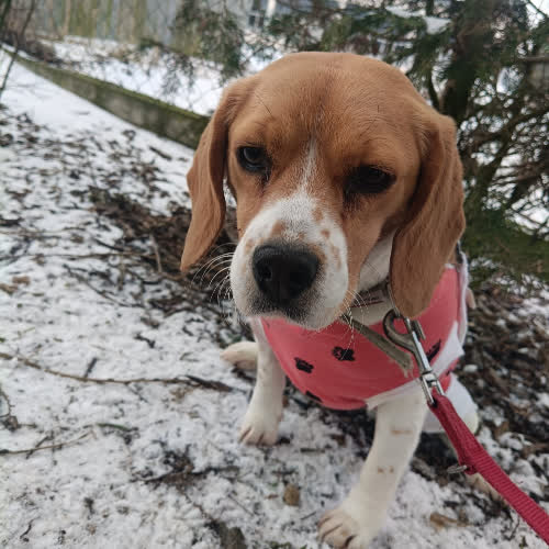 Psy ze schroniska do adopcji Baśka